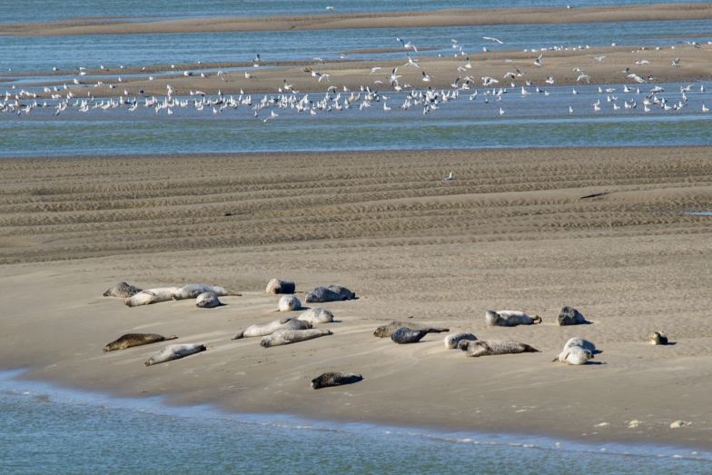 Les Beaux jours en Baie de Somme-旅行者