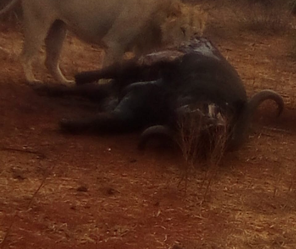 Top Africa Safaris-迪亚尼必去景点
