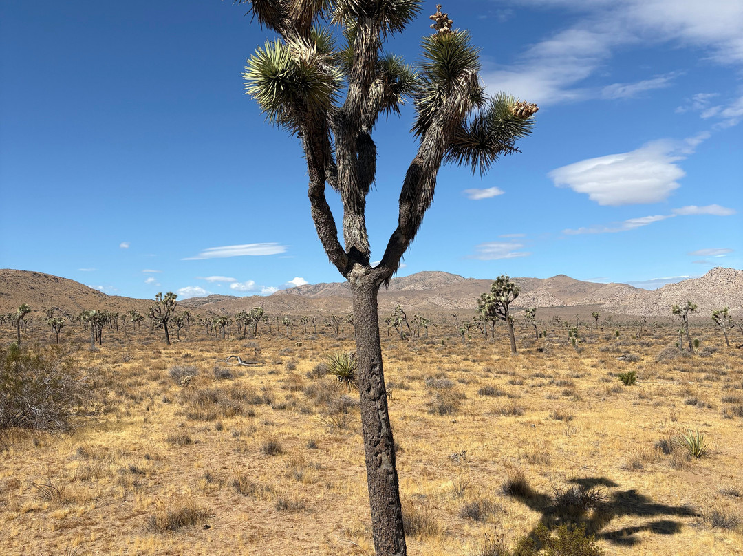 Joshua Tree National Park-约书亚树必去景点
