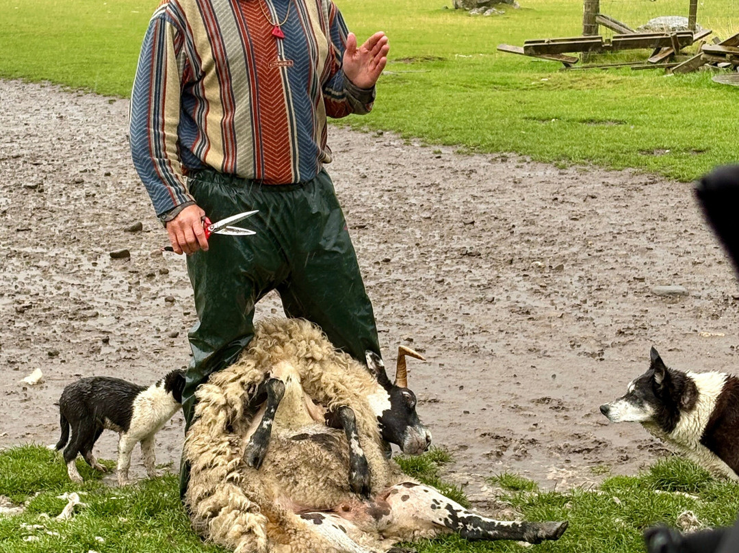 Working Sheepdogs-Kincraig必去景点