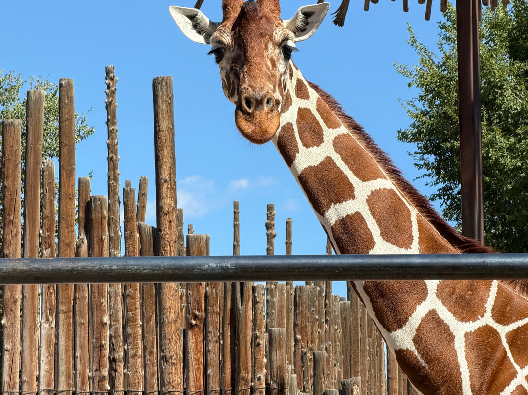 ABQ BioPark Zoo-阿尔伯克基必去景点