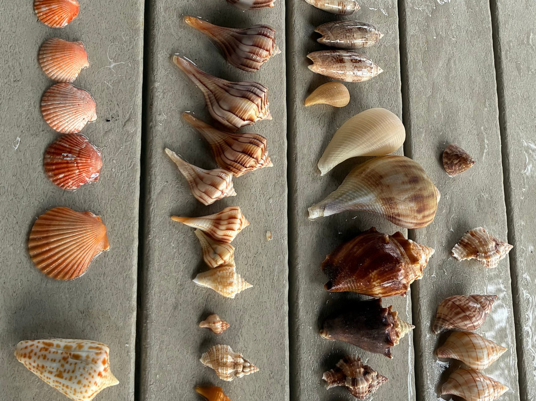 Treasure Seekers Shell Tours-Goodland必去景点