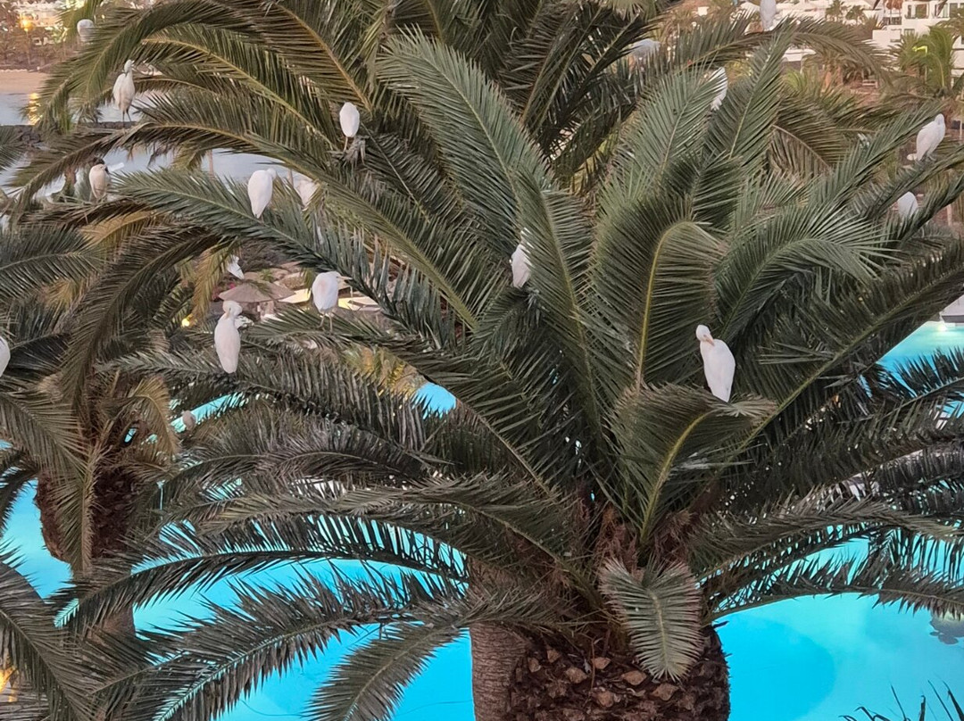 Paradisus Salinas Lanzarote –  全包 - 仅限成人主图