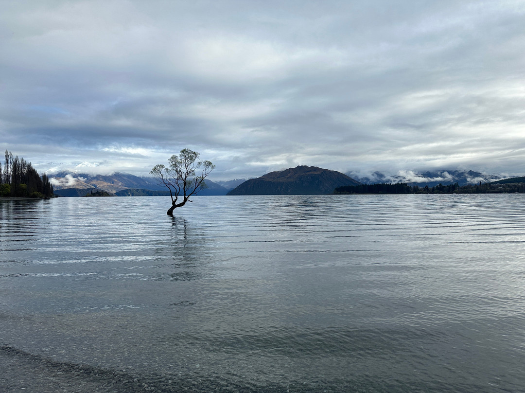 That Wanaka Tree-瓦纳卡必去景点