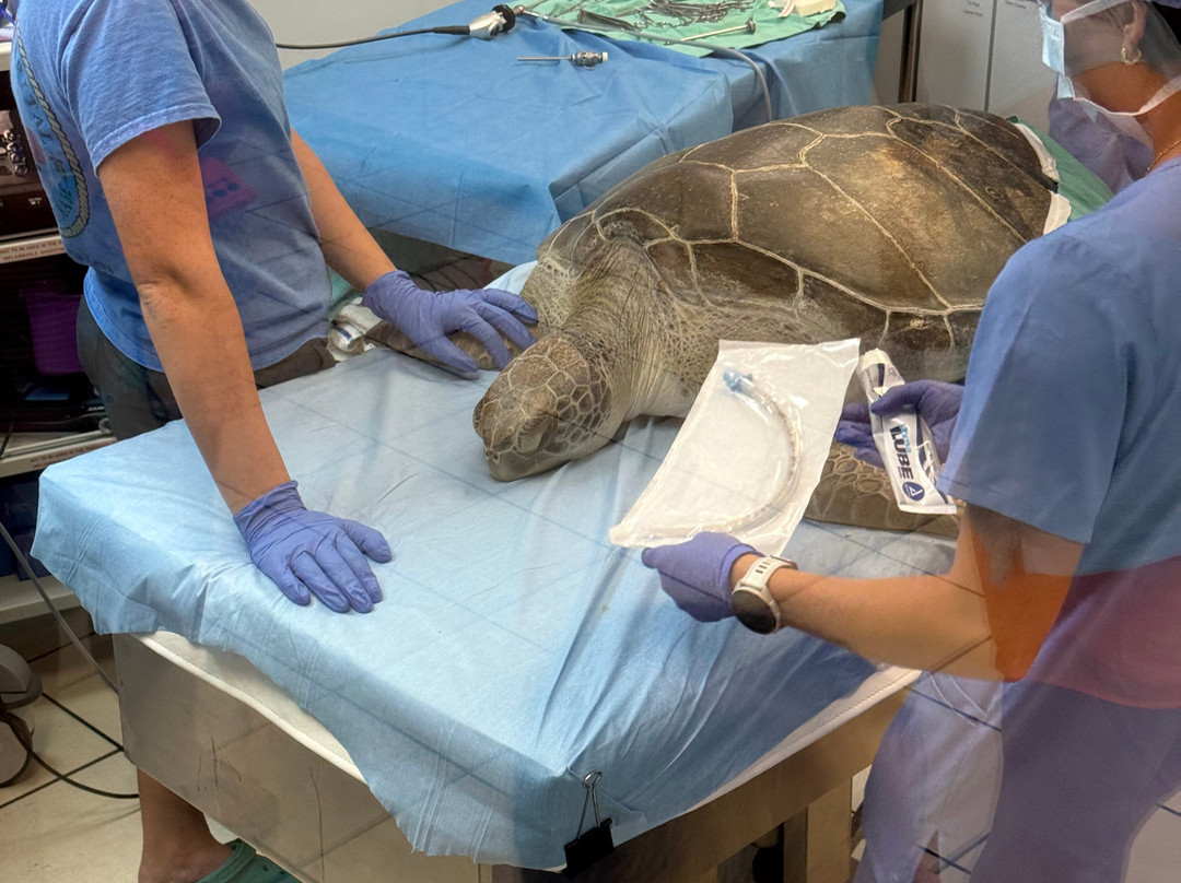 The Turtle Hospital-马拉松必去景点