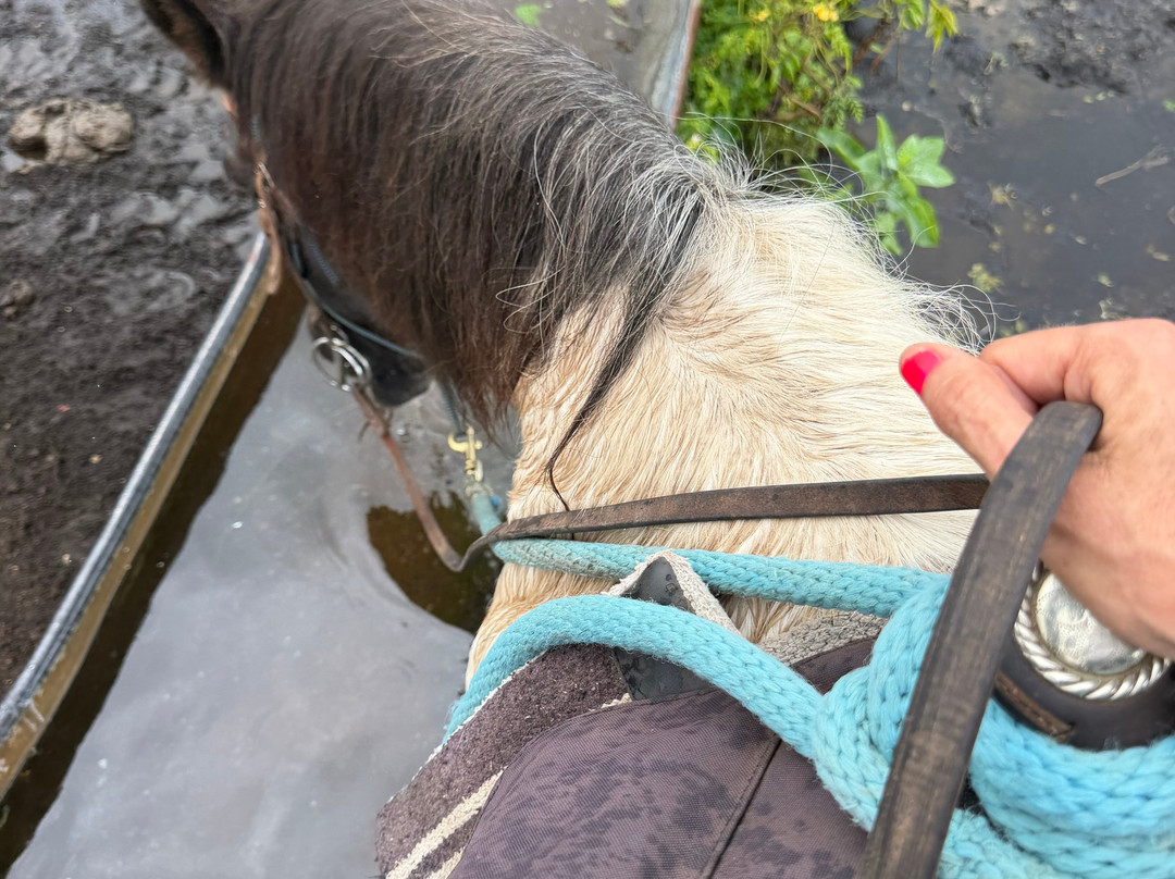 Triple L Ranch Horseback Tours-库拉必去景点