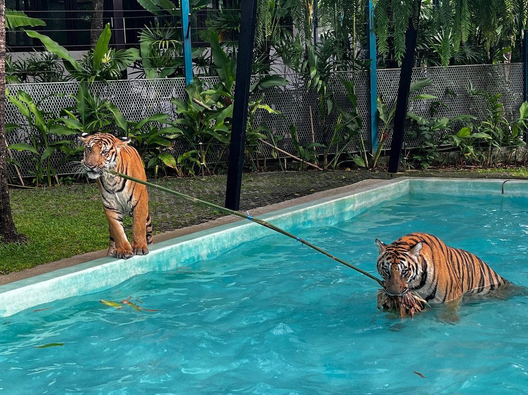Tiger PARK Phuket-查龙必去景点