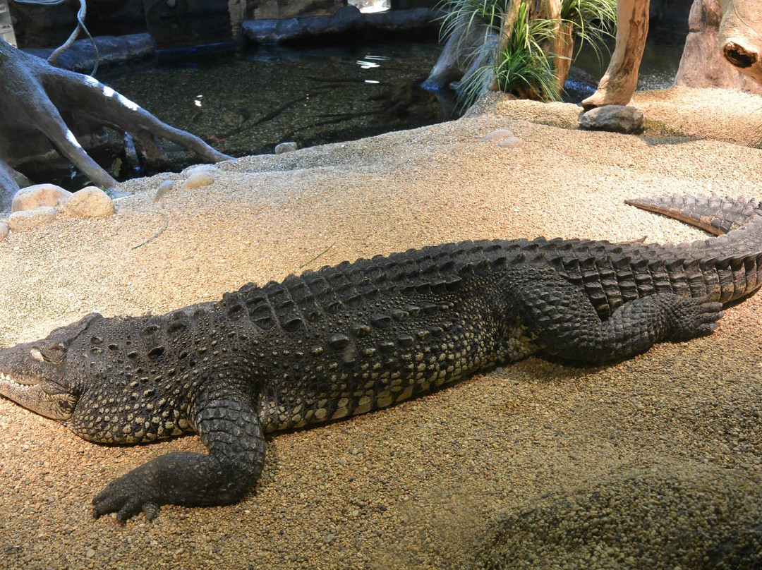 Skansen - Akvariet-斯德哥尔摩必去景点