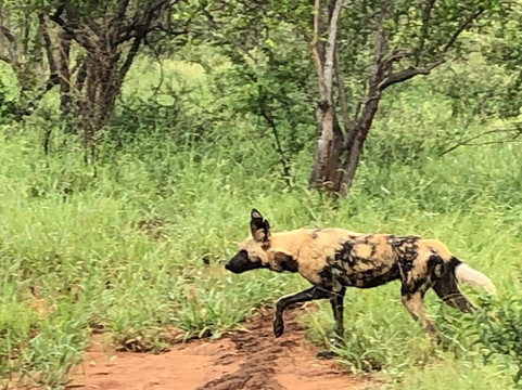 Ntombi Safaris-霍德斯普鲁特必去景点