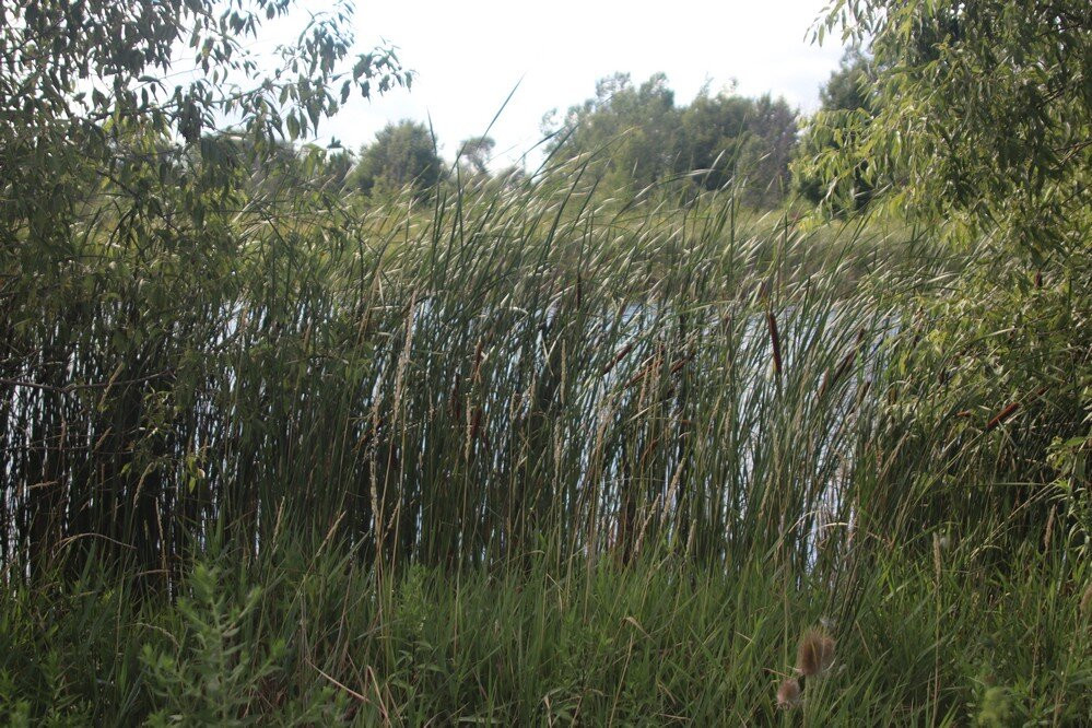Station Road Naturalization Site, Wainfleet景点图片