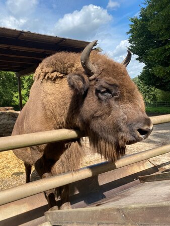 Wildpark Lüneburger Heide景点图片
