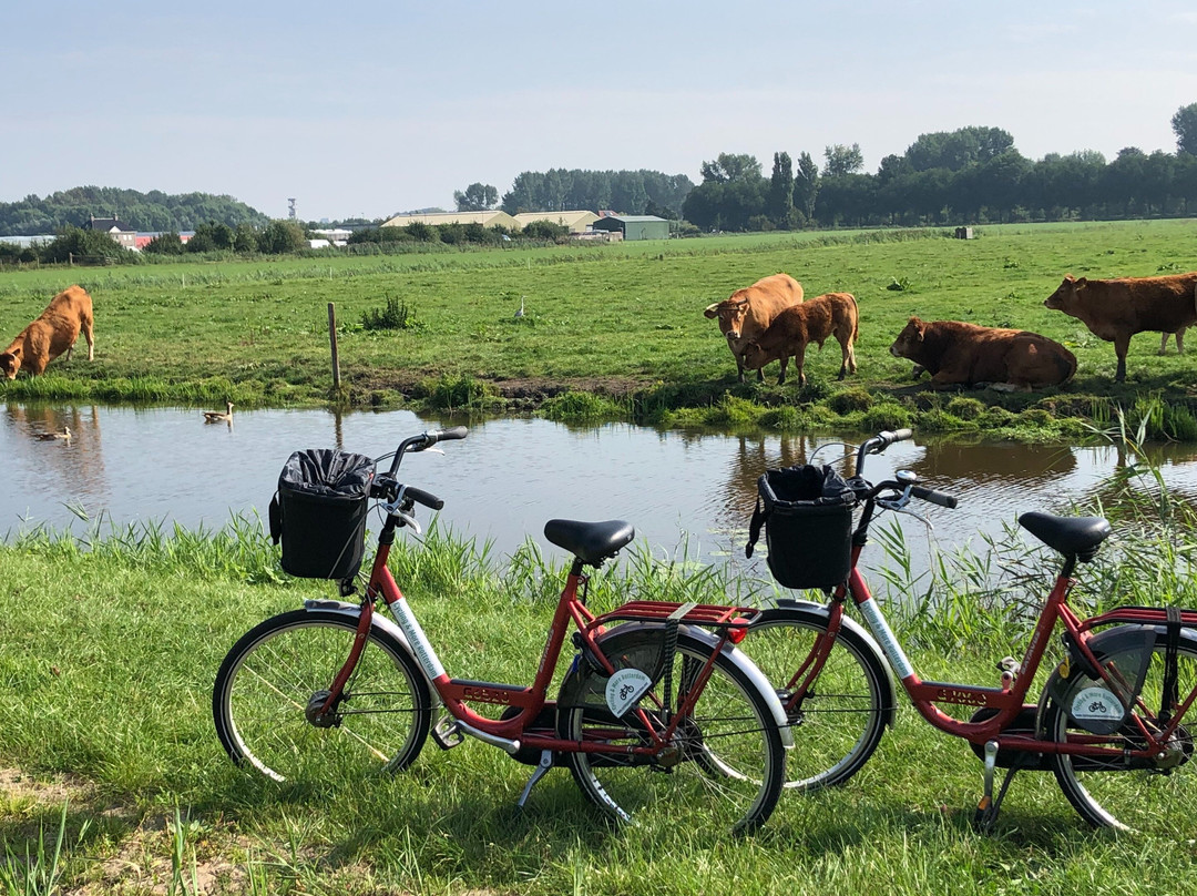 Cycling & More Rotterdam景点图片