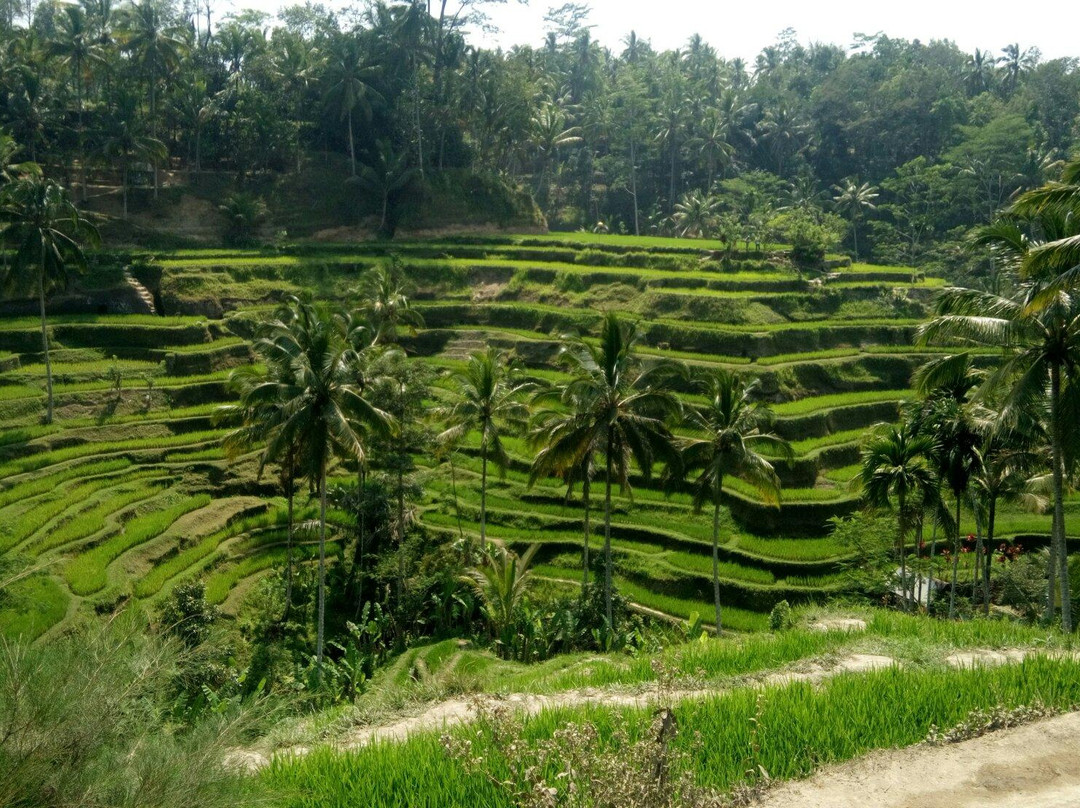 Holy Bali Tour - Day Tours-库塔必去景点