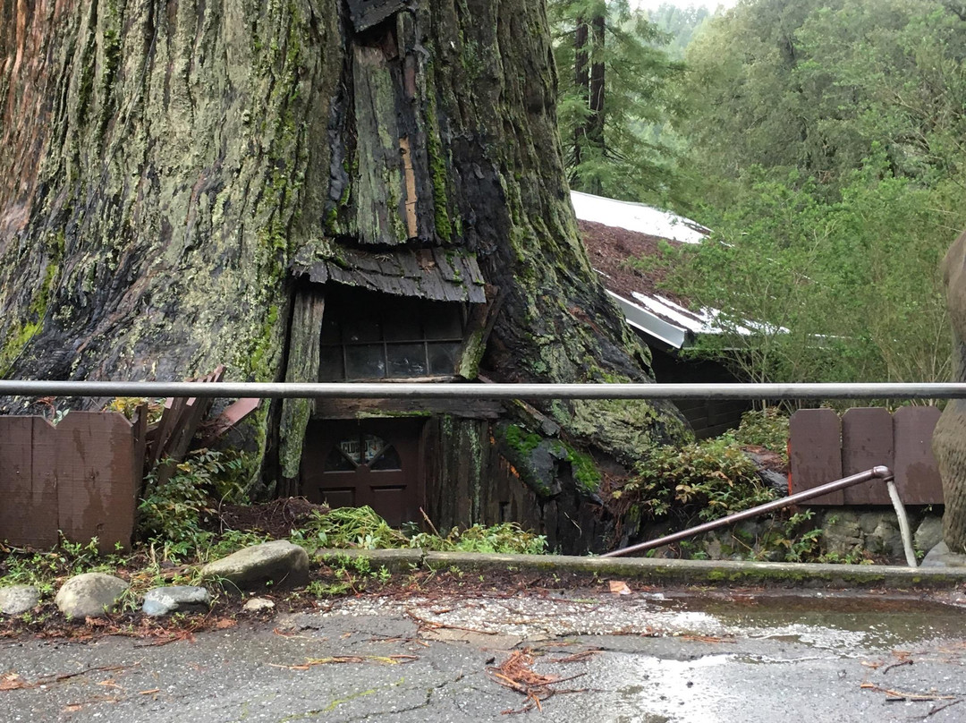 World Famous Tree House景点图片