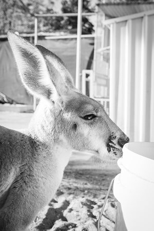 Lisa’s Kangaroo Retreat-Port Hedland必去景点