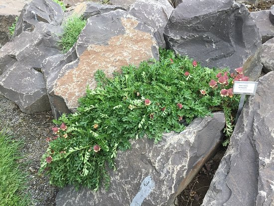 Akureyri Botanical Garden景点图片