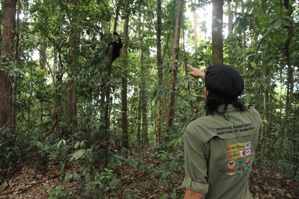 Sumatra Eco Adventure-武吉拉旺必去景点