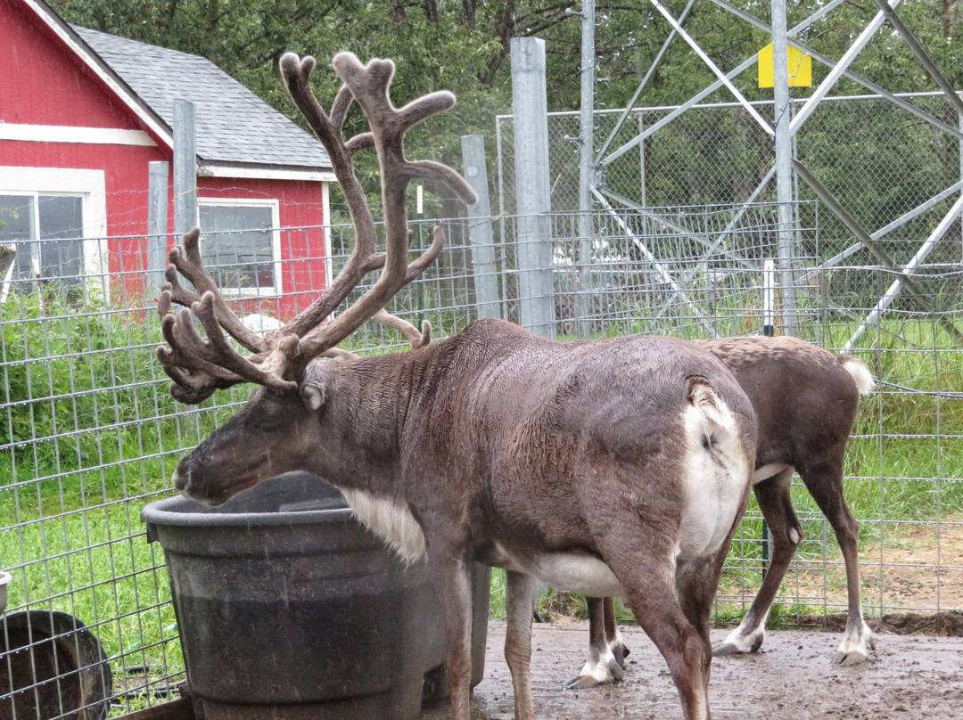 Reindeer Farm景点图片