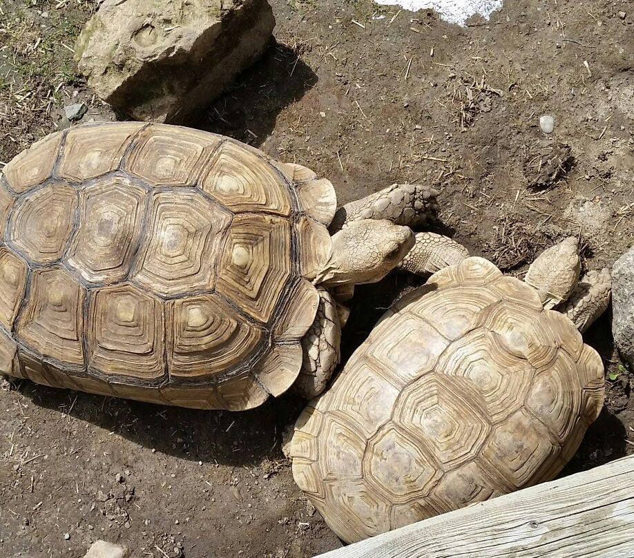 Exotarium: Ferme de Reptiles