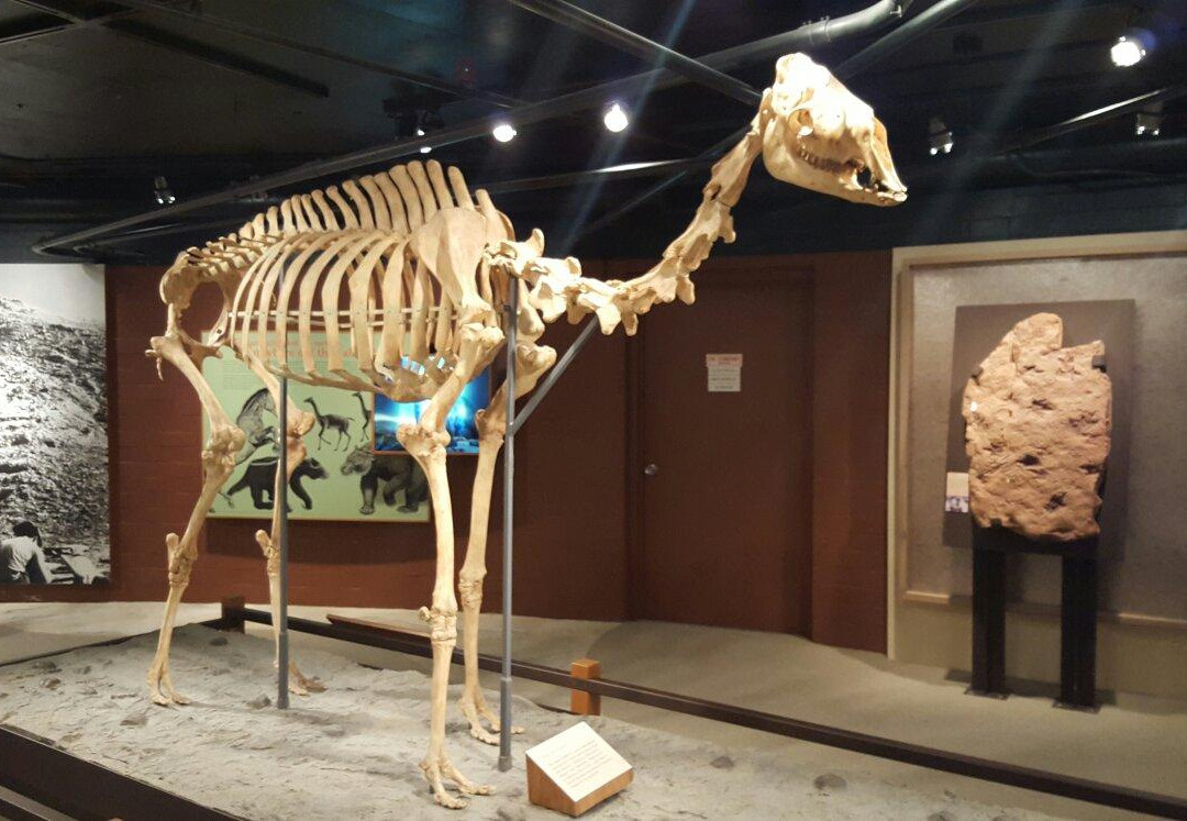 Raymond M. Alf Museum of Paleontology景点图片