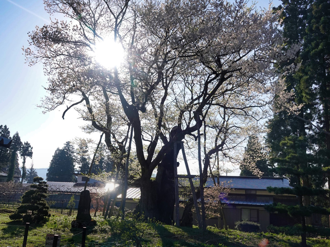 Kusaoka Daimyojin Zakura景点图片