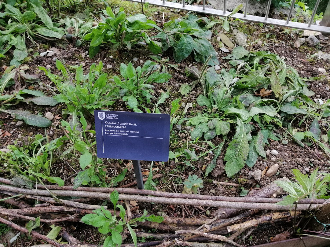 Orto Botanico di Bergamo Lorenzo Rota-贝加莫必去景点