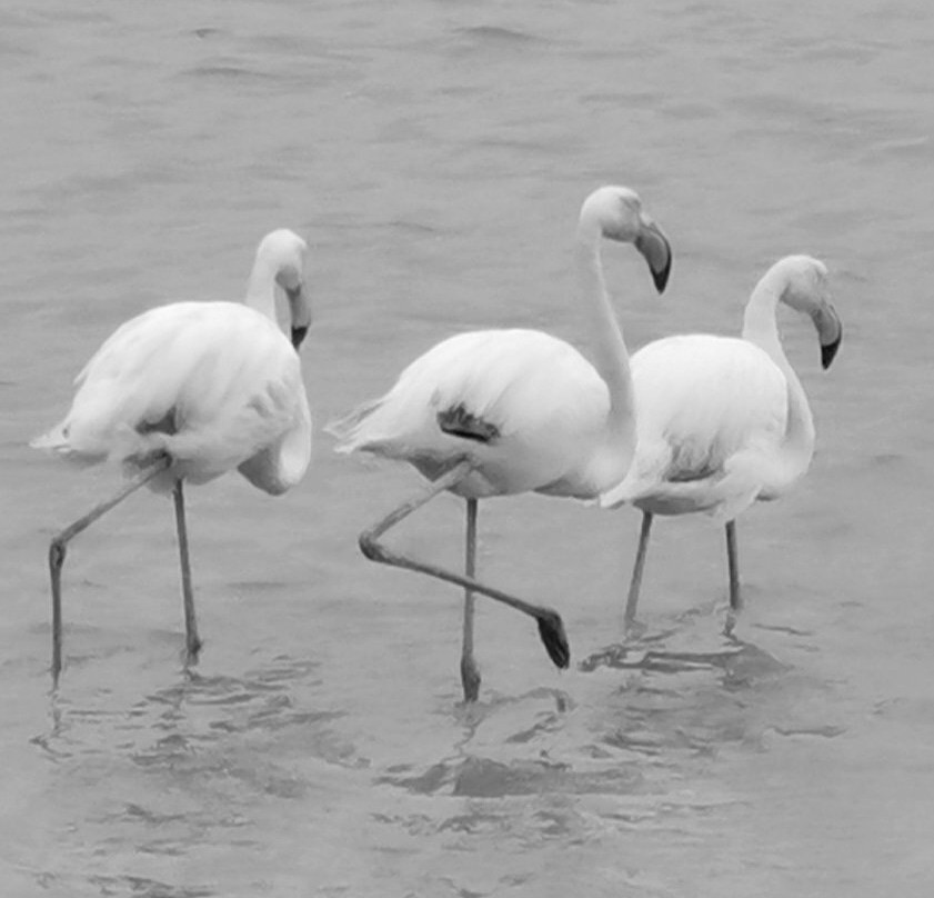 Alphonsia Maria主图