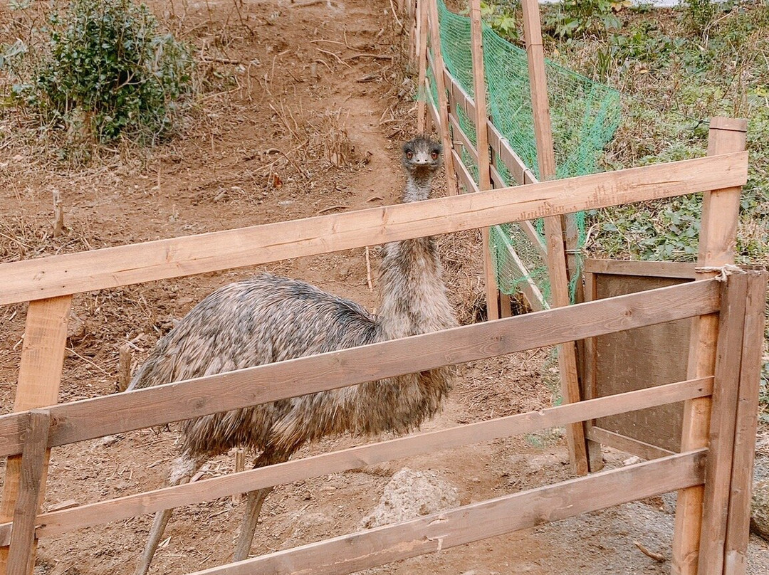 iZoo-河津町必去景点