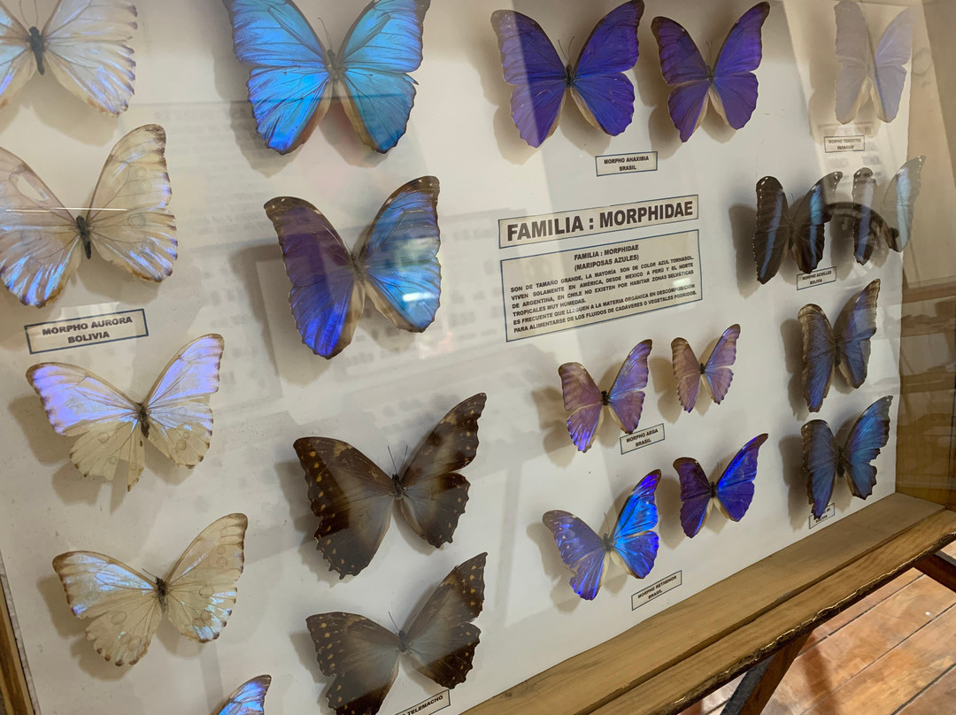 Museo Entomologico de Vicuna景点图片