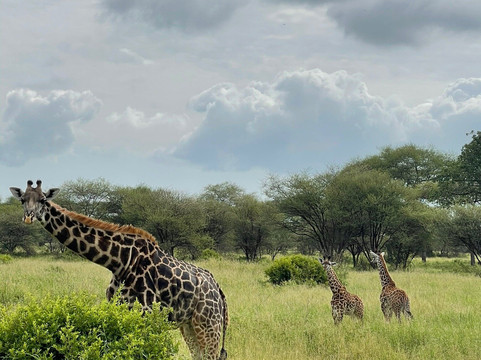 Kilisa Tours & Safaris-莫西必去景点