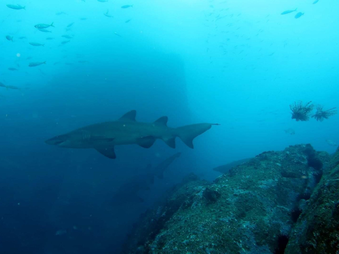 Fish Rock Dive Centre-西南岩必去景点