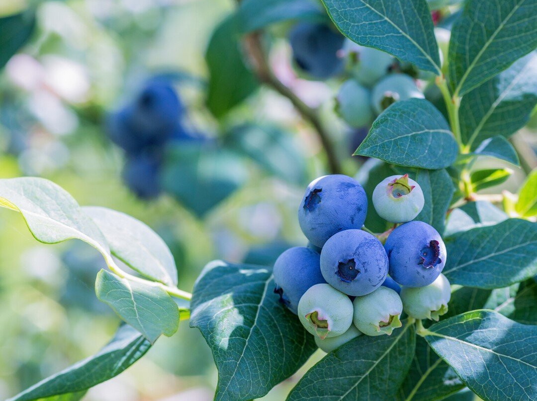 Cavallo Farm & Market-Lecanto必去景点