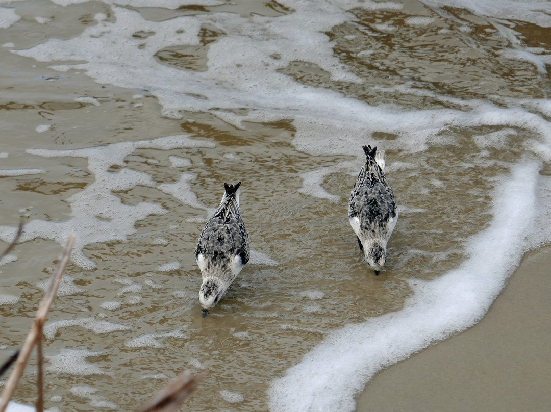 St. Andrews Beach Park-吉柯岛必去景点
