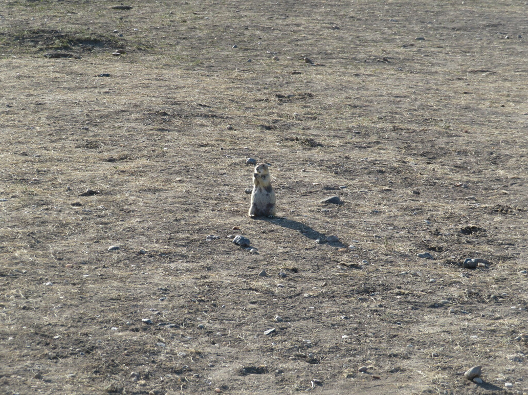 Roberts Prairie Dog Town景点图片