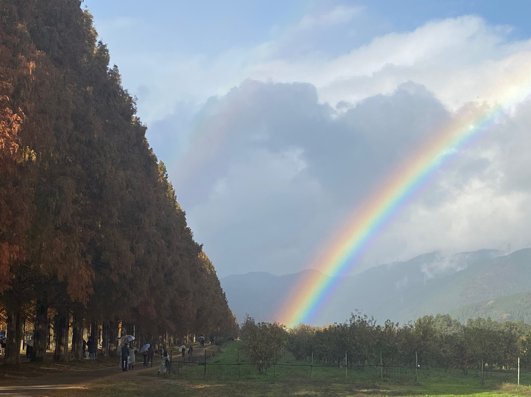 Metasequoia Namiki景点图片