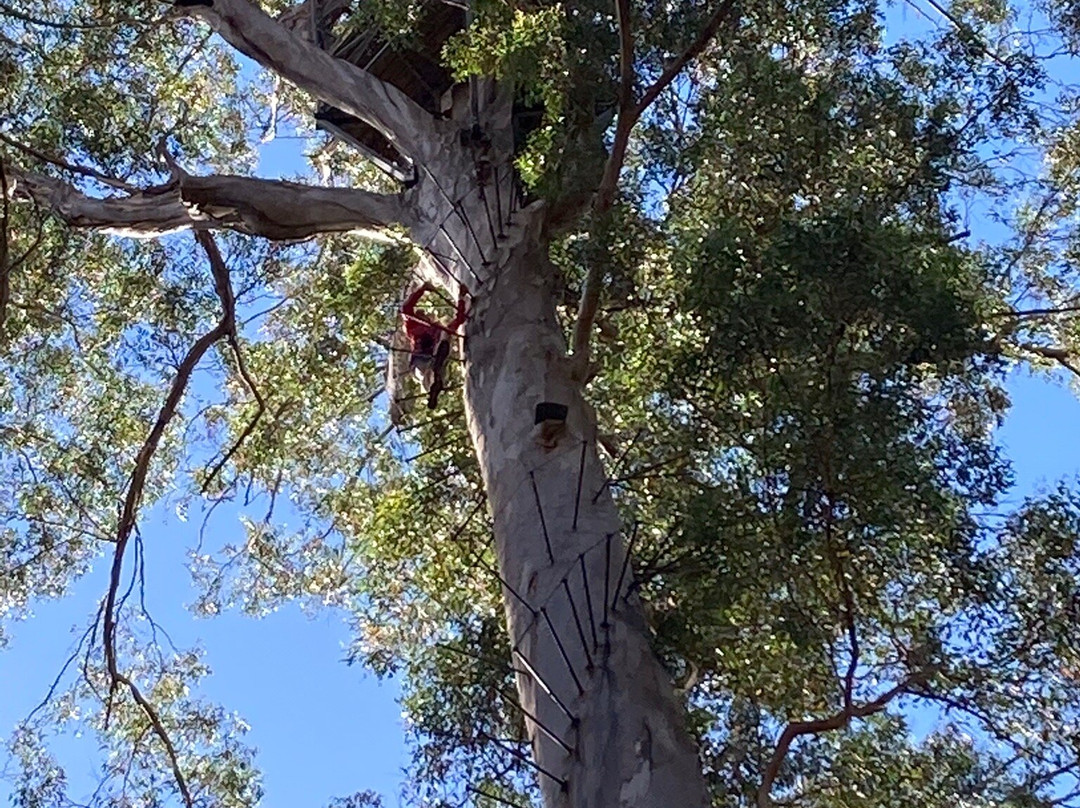 Dave Evans Bicentennial Tree-彭伯顿必去景点