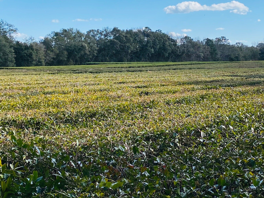 Charleston Tea Garden景点图片