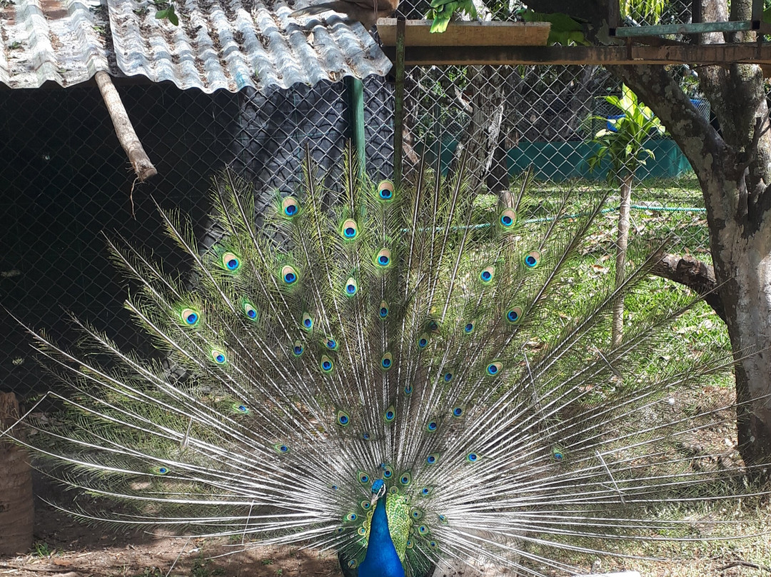 Costa Rica Animal Rescue Center景点图片