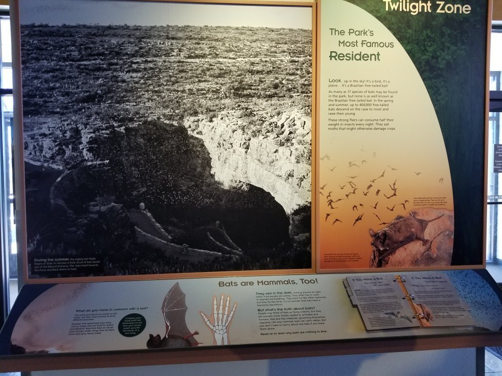 Bat Flight Program in Carlsbad Caverns National Park-卡尔斯巴德洞穴国家公园必去景点