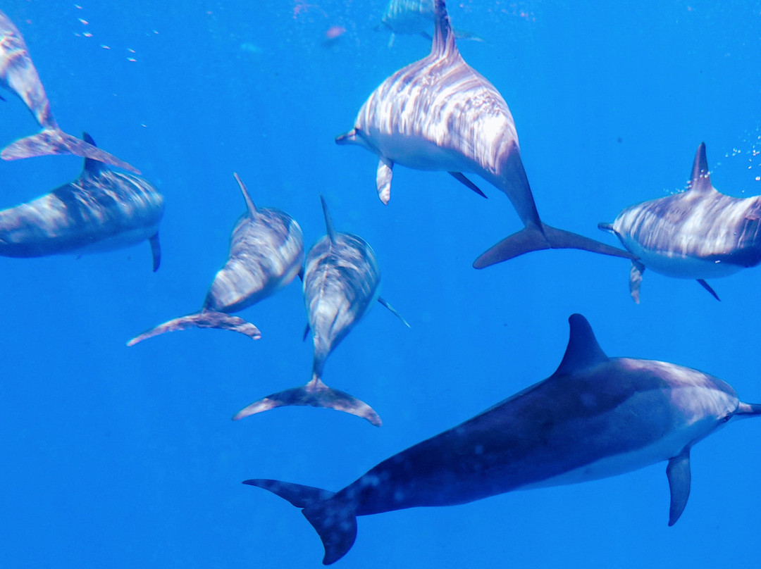 Reefdancer-拉海纳必去景点