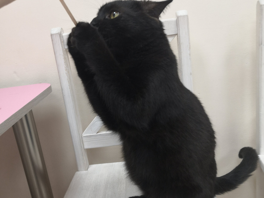 Kotomaniya-加里宁格勒必去景点