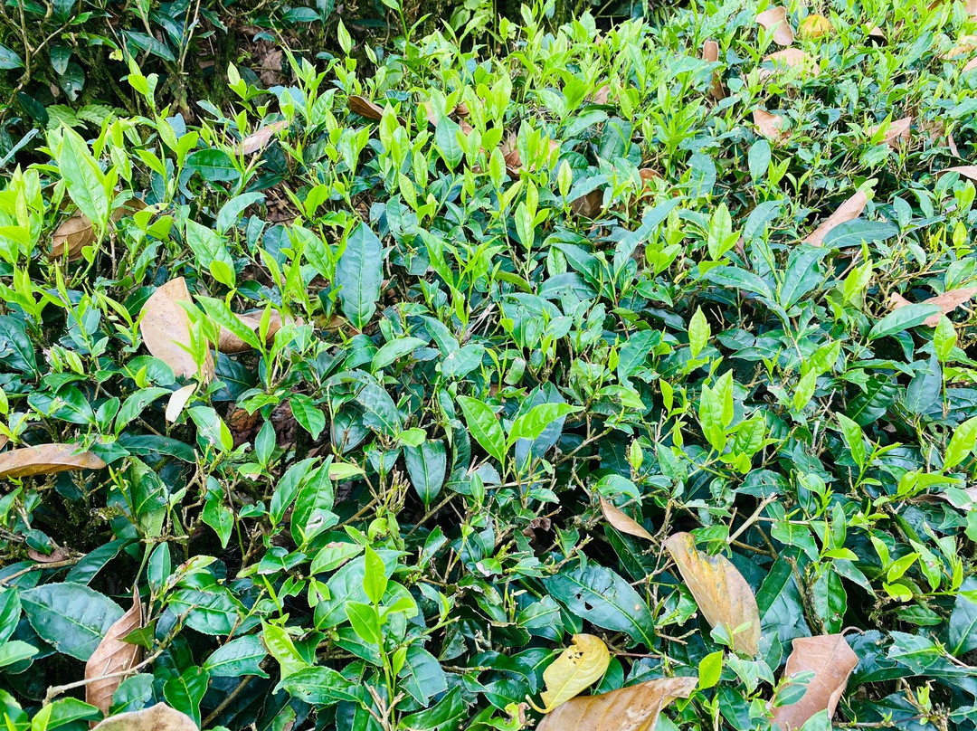 Holiday Vagamon主图