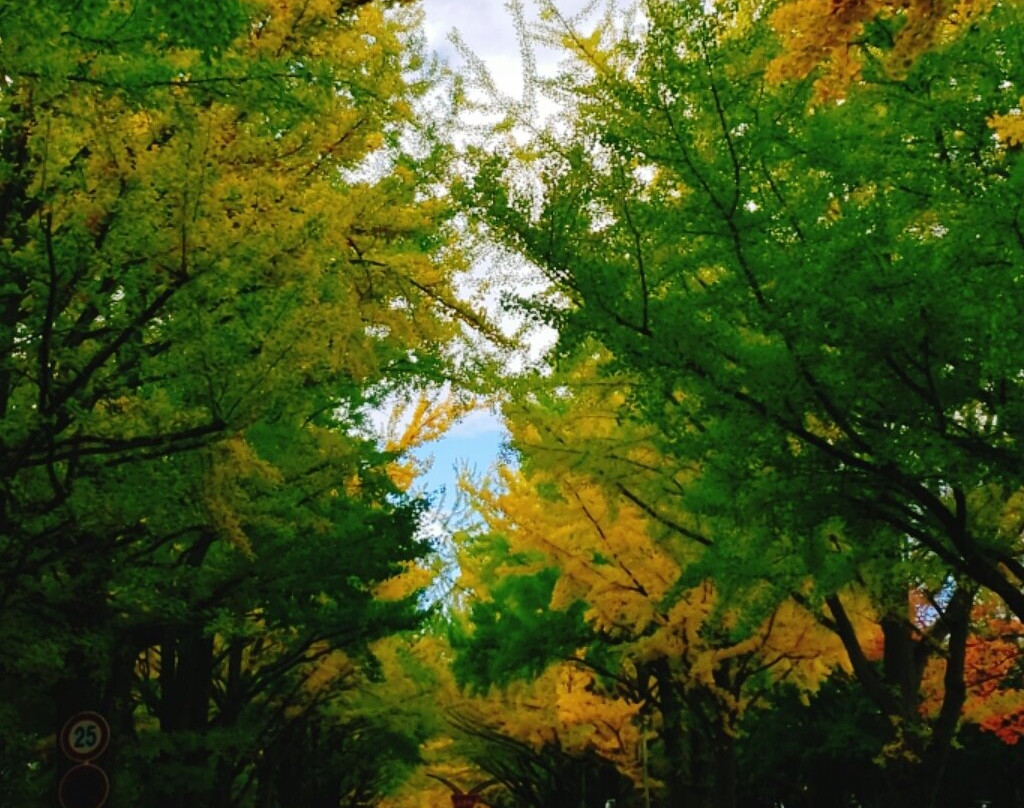 Hokkaido University Gingko Trees-札幌市必去景点