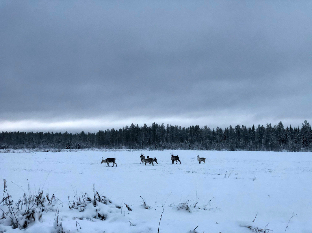 Parpalandia-罗瓦涅米必去景点