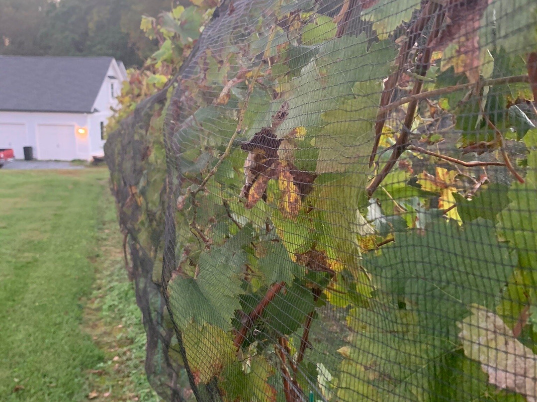 Serpent Ridge Vineyard-Westminster必去景点