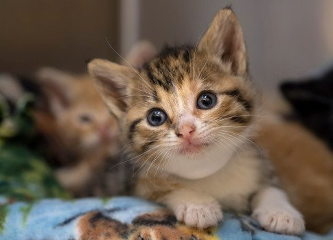 Springtime Farms Adventure Park Fort Myers