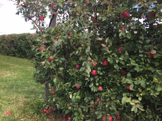 Royal Oak Farm Orchard-Harvard必去景点