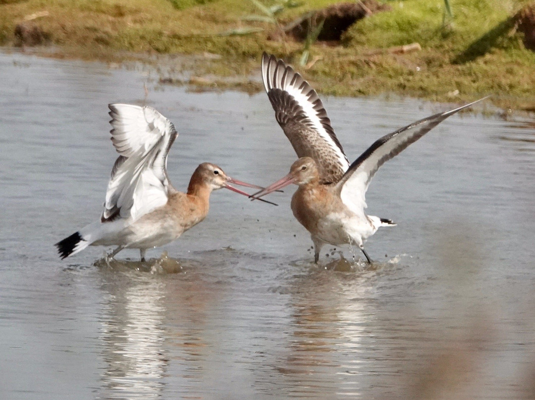 RSPB Freiston Shore景点图片