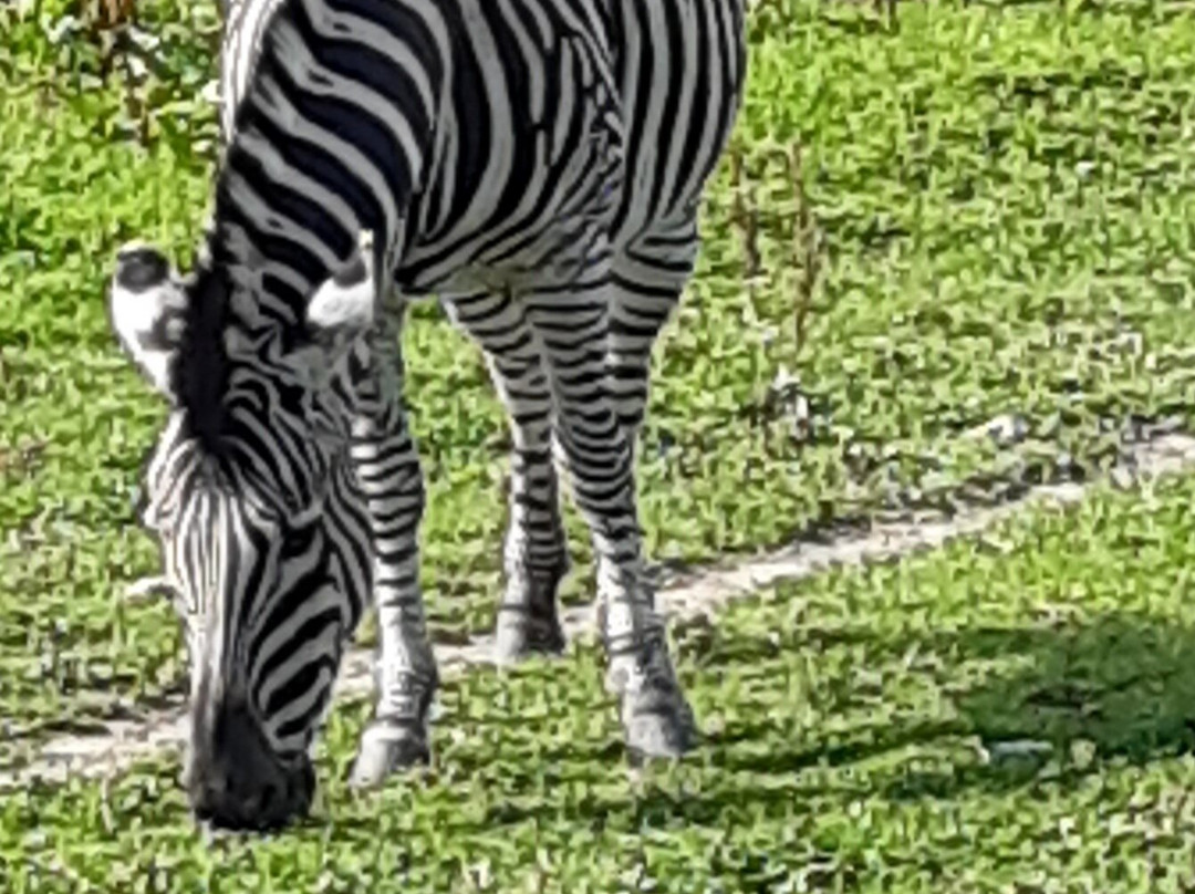 Axe Valley Wildlife Park景点图片