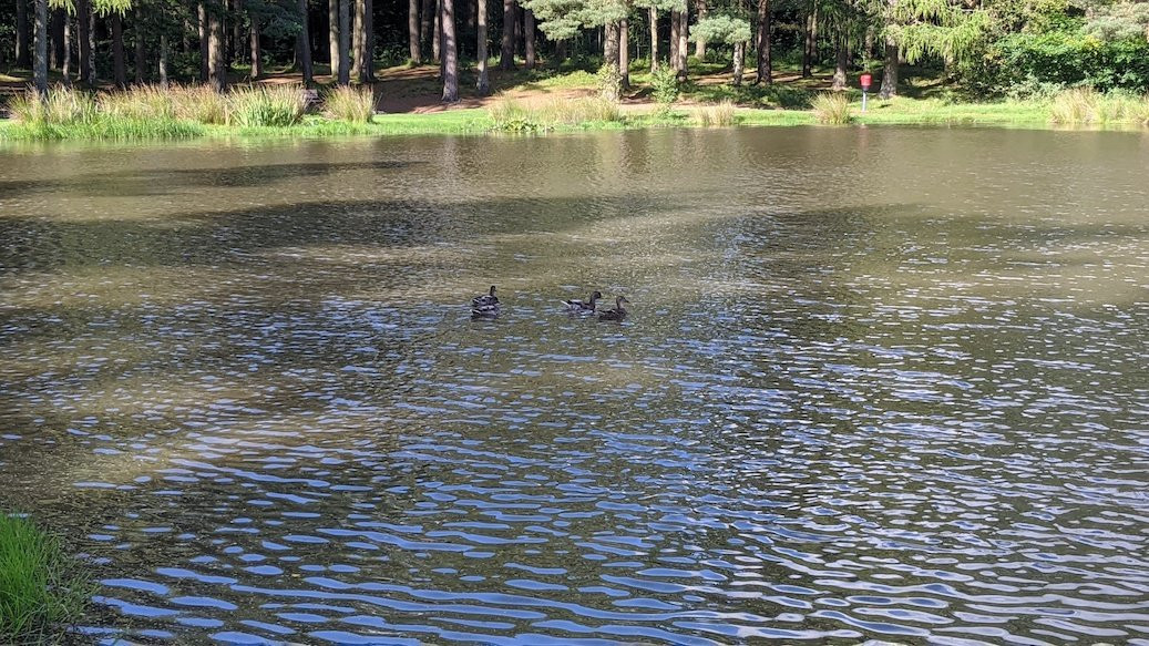 Braidwood Pond景点图片